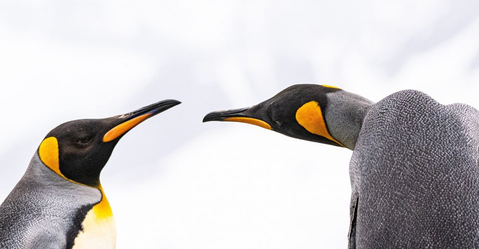 Streitende Pinguine